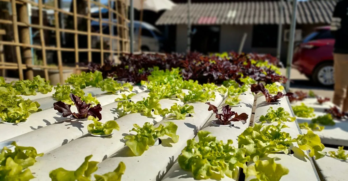 découvrez l'aquaponie, une méthode durable combinant l'aquaculture et l'hydroponie pour cultiver des plantes et élever des poissons en harmonie avec la nature.