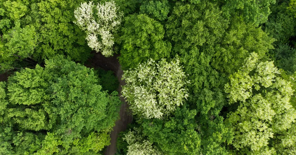 découvrez les régulations environnementales essentielles pour protéger notre planète et assurer un développement durable.