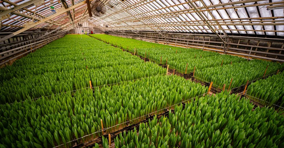 découvrez l'agriculture écologique innovante : des méthodes durables pour cultiver en harmonie avec la nature et préserver l'environnement.