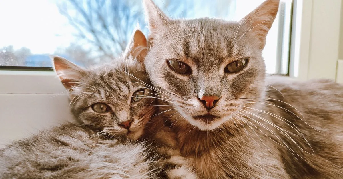 découvrez nos conseils pratiques pour une cohabitation harmonieuse avec votre chat et vivez ensemble en parfaite harmonie.