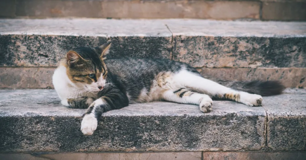 découvrez des astuces pratiques pour une cohabitation harmonieuse avec votre chat, favorisant le respect et le bien-être mutuel.