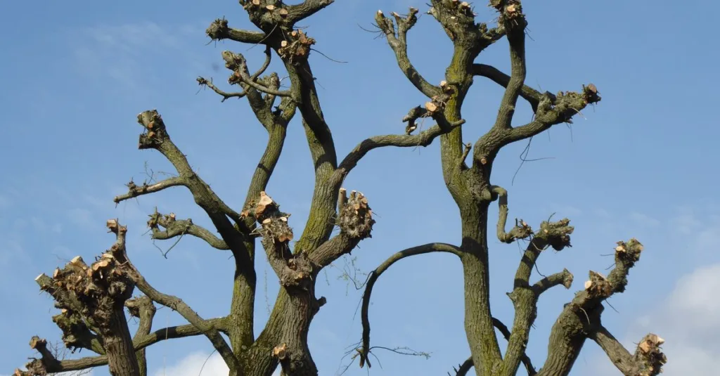 découvrez les meilleures techniques de taille pour entretenir vos arbres et arbustes, favoriser leur croissance et embellir votre jardin toute l'année.